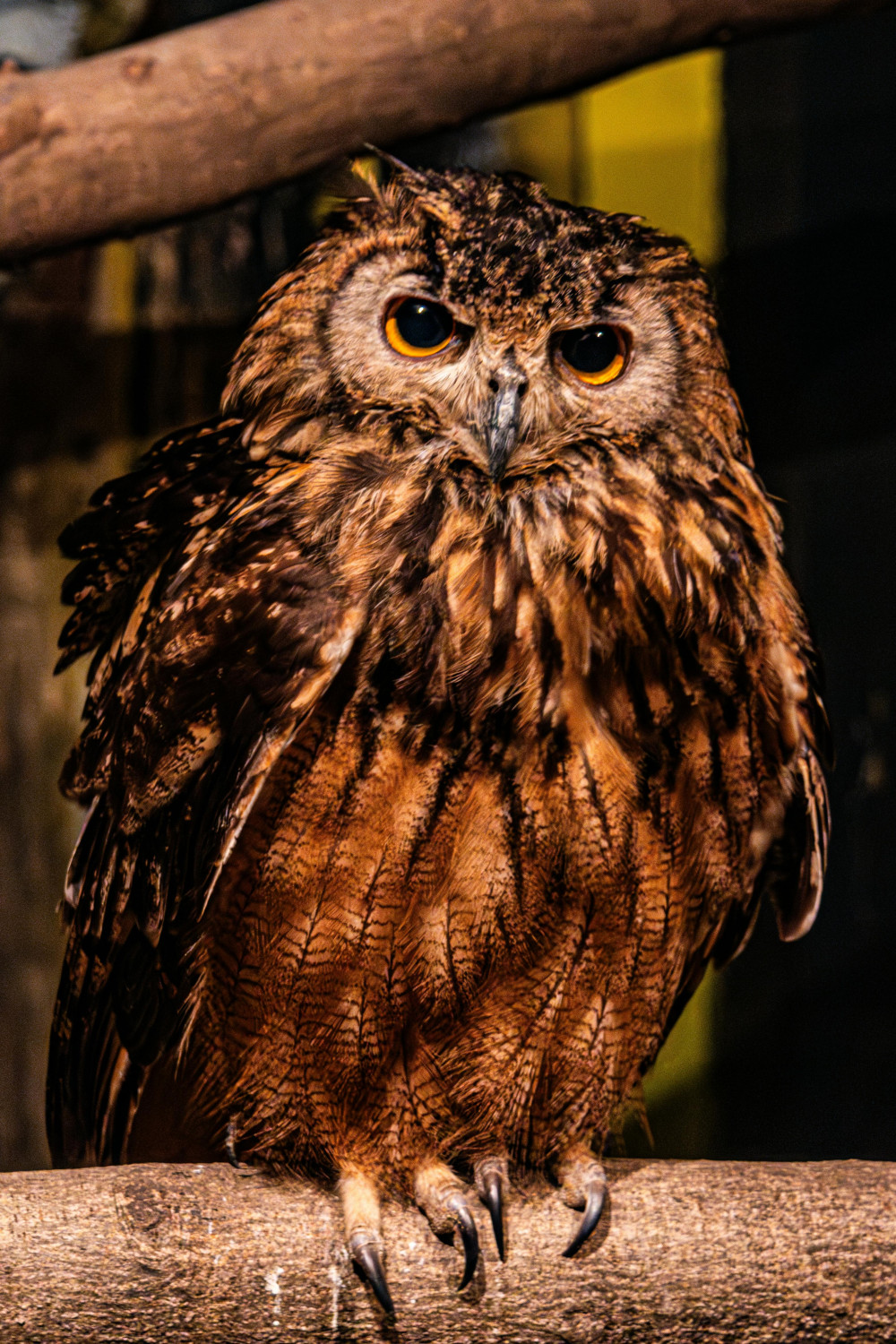 Eurasisk hornugle med iøjnefaldende fjerdragt og gennemtrængende. Photograf: Regan Dsouza - https://www.pexels.com/da-dk/@regan-dsouza-1315522347.